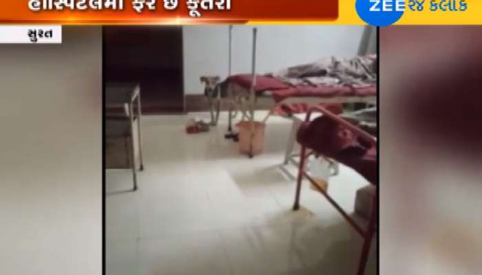 VIDEO સુરત: હોસ્પિટલના પ્રસુતિ વિભાગમાં ખુલ્લેઆમ રખડે છે કુતરા VIDEO સુરત: હોસ્પિટલના પ્રસુતિ વિભાગમાં ખુલ્લેઆમ રખડે છે કુતરા