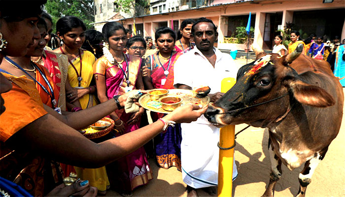 pongal festival zee க்கான பட முடிவு