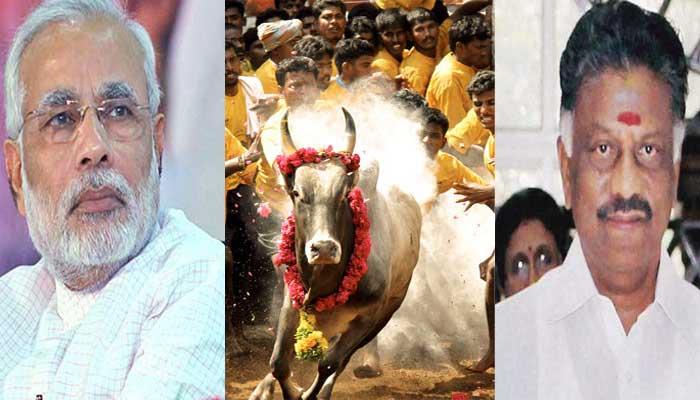 ஜல்லிக்கட்டு நடத்த அவசர சட்டம் பிரதமருக்கு ஓபிஎஸ் கடிதம் ஜல்லிக்கட்டு நடத்த அவசர சட்டம் பிரதமருக்கு ஓபிஎஸ் கடிதம்