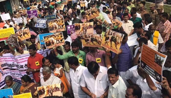 ஜல்லிக்கட்டு: மதுரையில் தொடர்ந்து ஆர்ப்பாட்டம்!! ஜல்லிக்கட்டு: மதுரையில் தொடர்ந்து ஆர்ப்பாட்டம்!!
