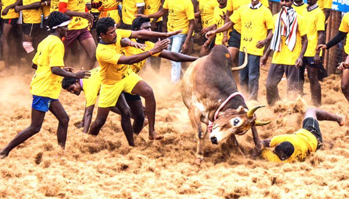 மதுரையில் தடையை மீறி ஜல்லிக்கட்டு மதுரையில் தடையை மீறி ஜல்லிக்கட்டு