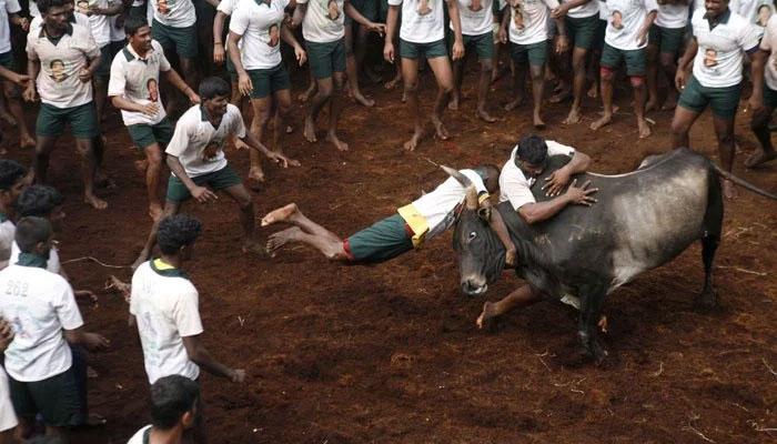 தடையை மீறி ஜல்லிக்கட்டு நடத்தப்பட்டு வருகின்றது தடையை மீறி ஜல்லிக்கட்டு நடத்தப்பட்டு வருகின்றது