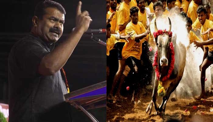 ஜல்லிக்கட்டு: மதுரையில் சீமான் தொடர் போராட்டம் ஜல்லிக்கட்டு: மதுரையில் சீமான் தொடர் போராட்டம்