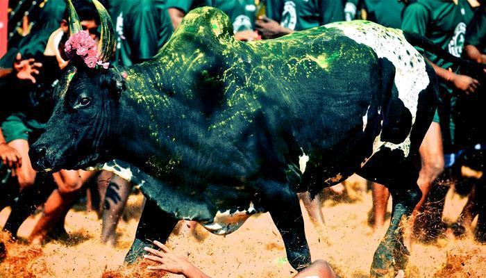 நாளை ஜல்லிக்கட்டு முதல்வர் ஓபிஎஸ் தொடங்கி வைக்கிறார்!! நாளை ஜல்லிக்கட்டு முதல்வர் ஓபிஎஸ் தொடங்கி வைக்கிறார்!!