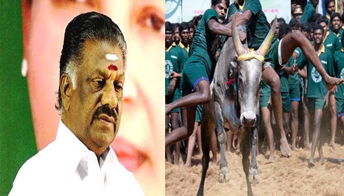 ஜல்லிக்கட்டு: சென்னை திரும்புகிறார் ஓ.பி.எஸ் ஜல்லிக்கட்டு: சென்னை திரும்புகிறார் ஓ.பி.எஸ்