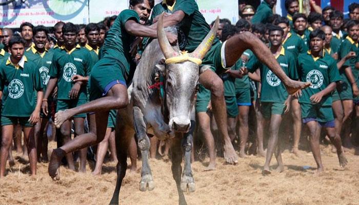 அவனியாபுரத்தில் பிப்ரவரி 5-ம் தேதி ஜல்லிக்கட்டு அவனியாபுரத்தில் பிப்ரவரி 5-ம் தேதி ஜல்லிக்கட்டு