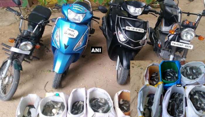 30கி கடல்அட்டைகளை கடத்த முயன்ற 5 பேர் கைது! 30கி கடல்அட்டைகளை கடத்த முயன்ற 5 பேர் கைது!