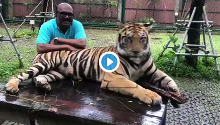 புலியுடன் விளையாடும் தமிழக அமைச்சர்! வைரலாகும் வீடியோ புலியுடன் விளையாடும் தமிழக அமைச்சர்! வைரலாகும் வீடியோ